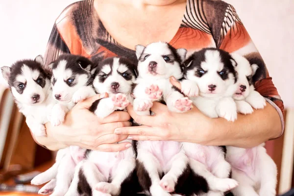 Cute husky puppies, many puppies — Stock Photo, Image