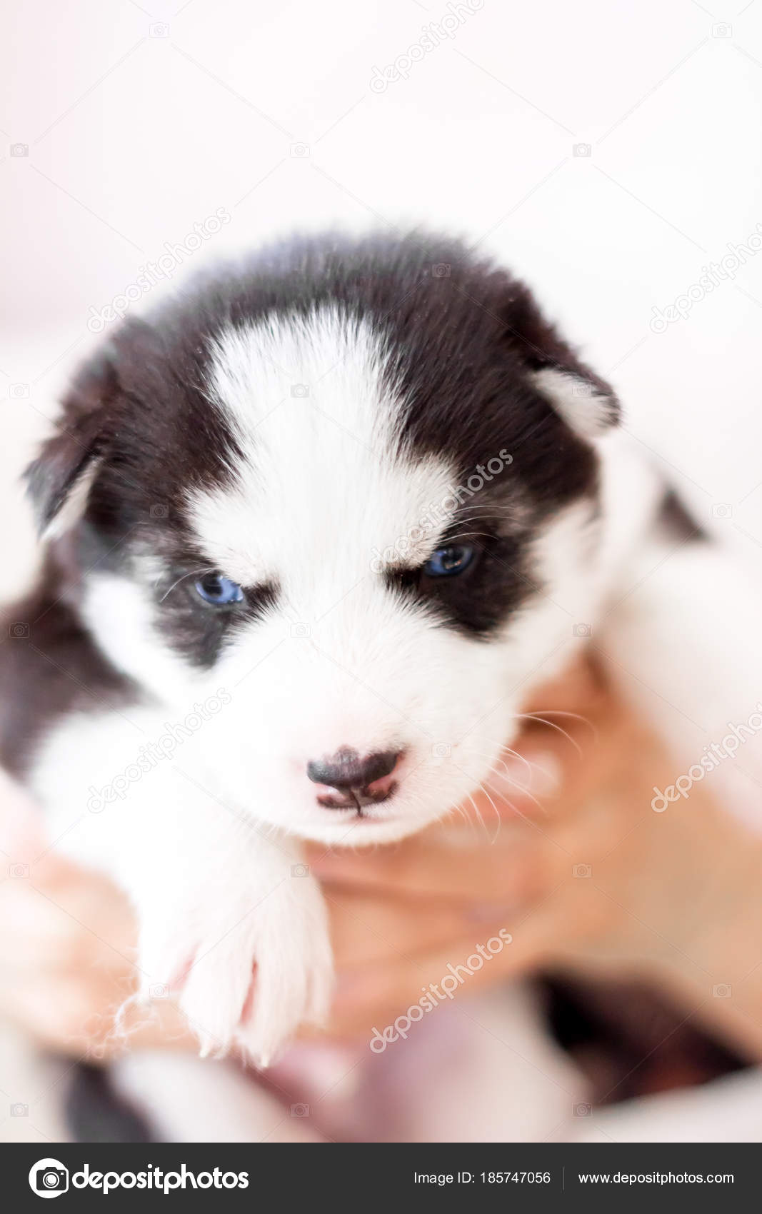 Mignon Chiot Husky Siberien Assis Sur Le Canape A La Maison Image Libre De Droit Par Nesteaav C Mignon Chiot Husky Siberien Assis Sur Le Canape A La Maison Image Libre De Droit Par Nesteaav C