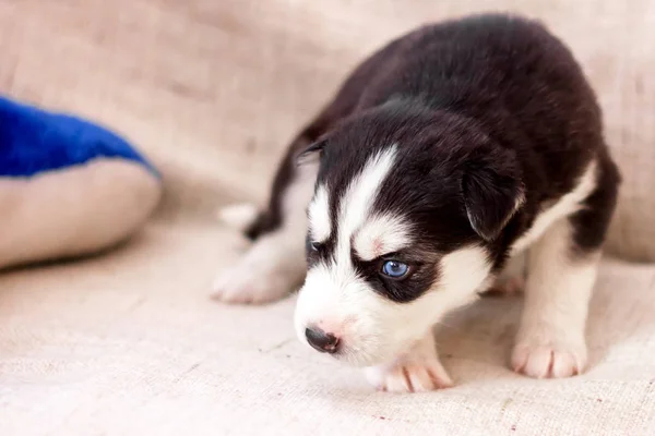 Aranyos szibériai husky kiskutya ül a kanapén, otthon — Stock Fotó