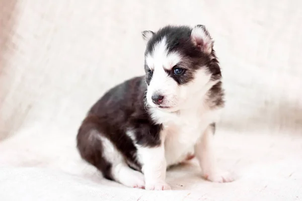 Niedliche sibirische Husky-Welpen sitzen auf dem Sofa zu Hause — Stockfoto