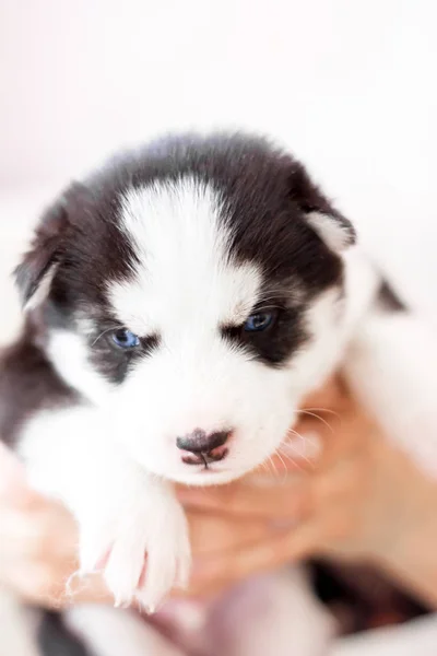 Cute siberian husky puppy sitting on sofa at home — Stock Photo, Image