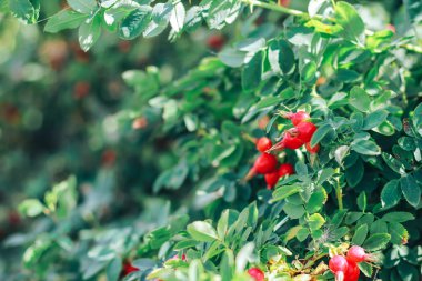 Pamukçuk berry yeşil limon detoks diyet berry pamukçuk berry yaz aylarında bırakır.