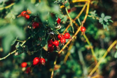 Pamukçuk berry yeşil limon detoks diyet berry pamukçuk berry yaz aylarında bırakır.