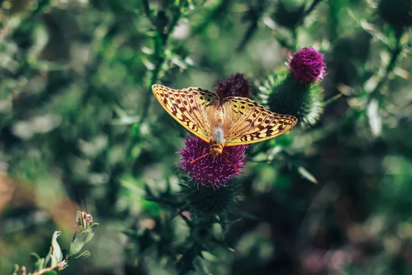 Mariposa roja en flor de cardo Naturaleza — Foto de Stock