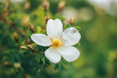 white flower rosehip, green leavws background