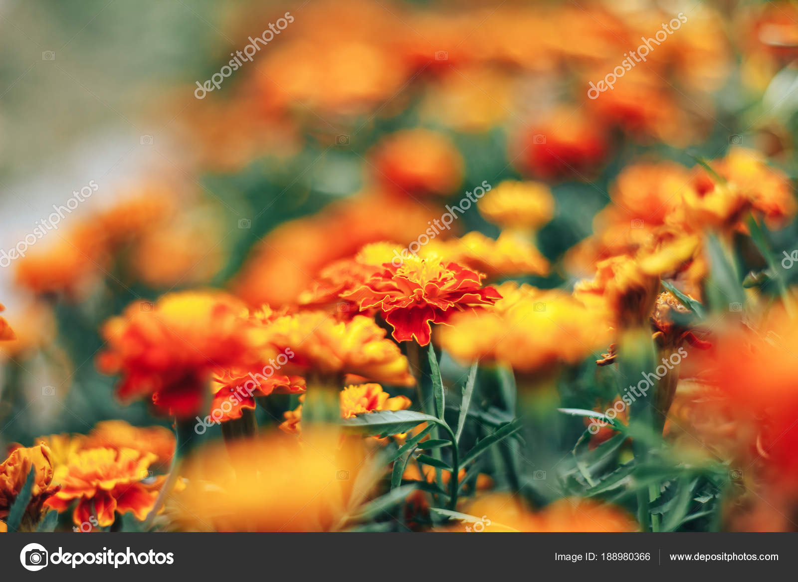 Fleurs de souci jaune et orange dans le jardin à l\u0027automne