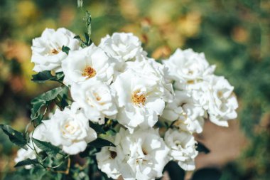 Beyaz gül bahçesinde - portre