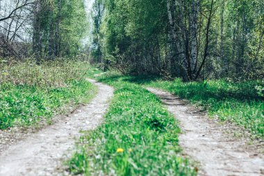 yol ormandaki bahar güneşli bir gün