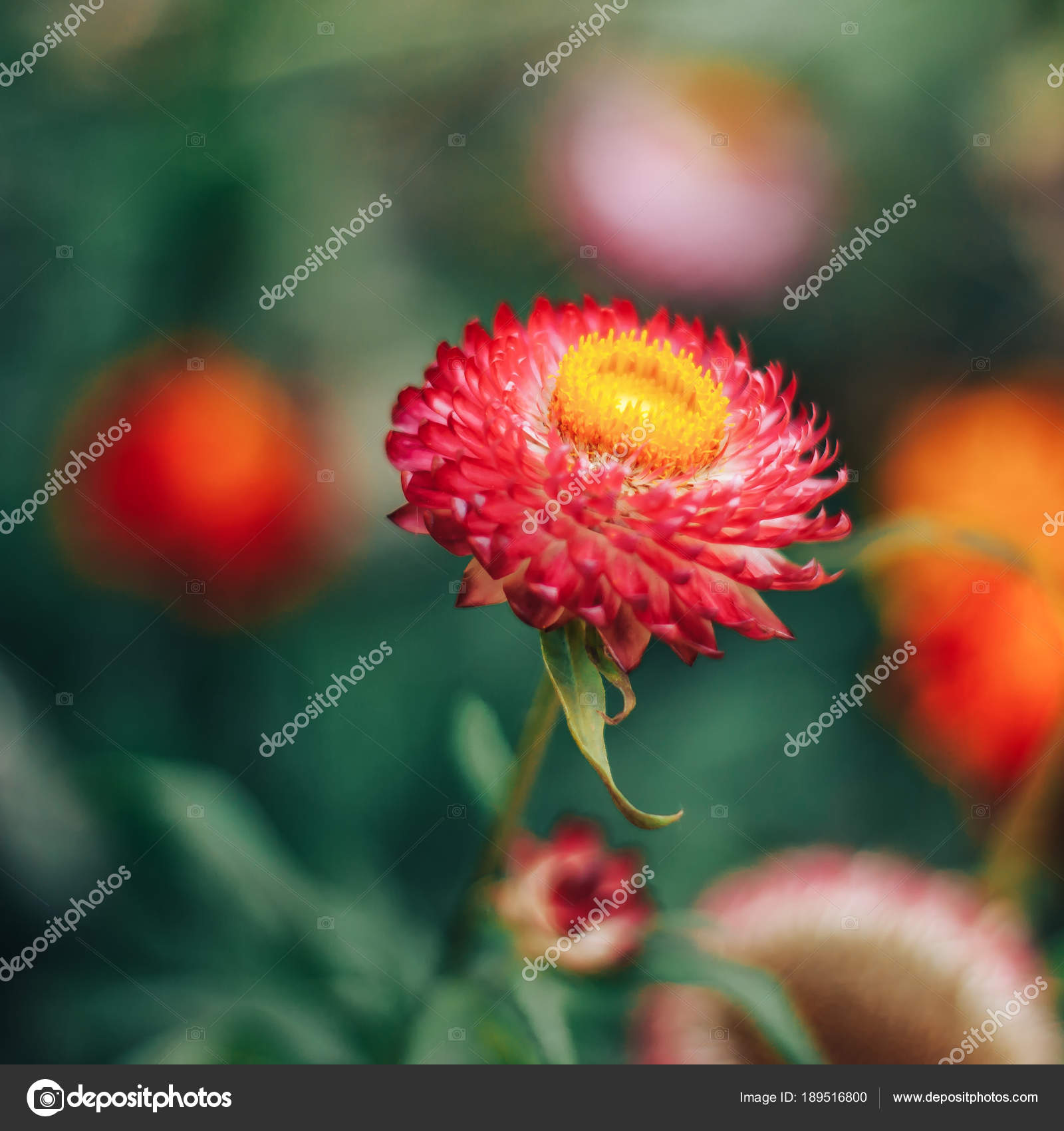 Fleur Rouge Primevère Jaune Isolé