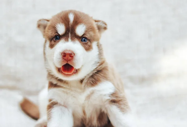 Red husky puppy sitting on bed — Stock Photo, Image