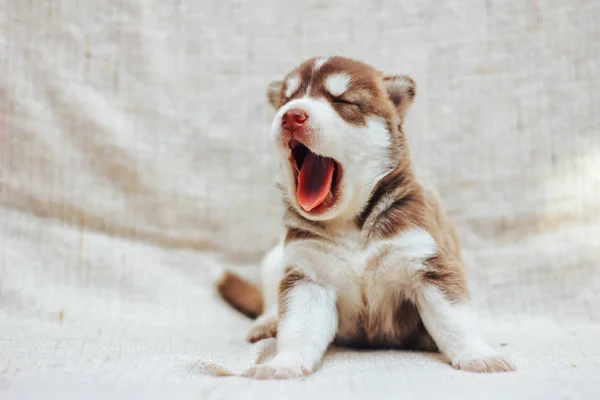 Puppy Siberian Husky yawns. Puppy on bed at home — Stock Photo, Image