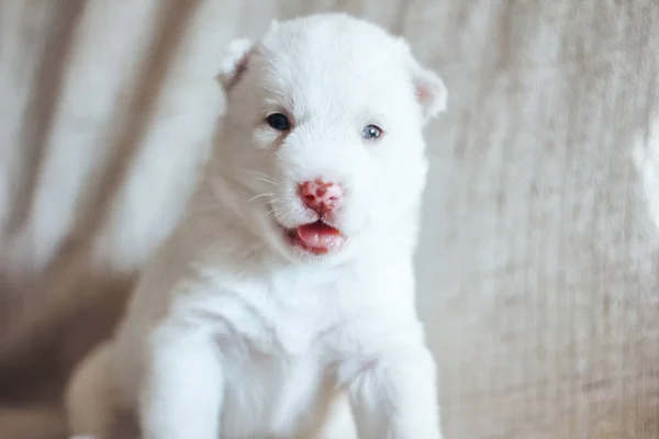 Bianco husky cucciolo seduto sul letto e guardando la fotocamera — Foto Stock