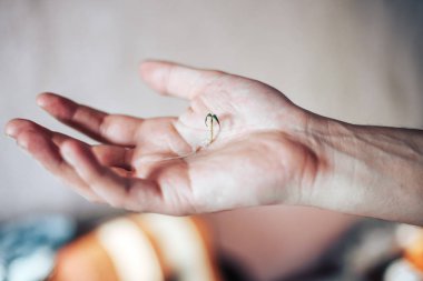 Adamın elinde evde çok küçük Fideler