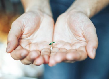 Adamın elinde evde çok küçük Fideler