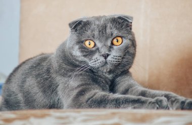 Divan Scottishfold yalan şişko