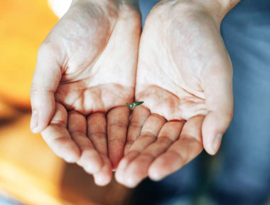 Çok küçük Fideler eller evde mans