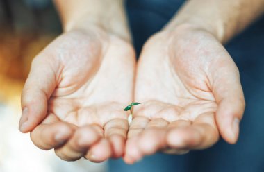 Çok küçük Fideler eller evde mans