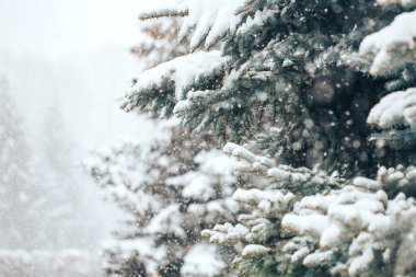 Mavi ladin açık havada