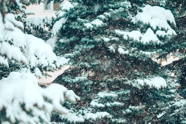 푸른 가문비나무 옥외 — 스톡 사진