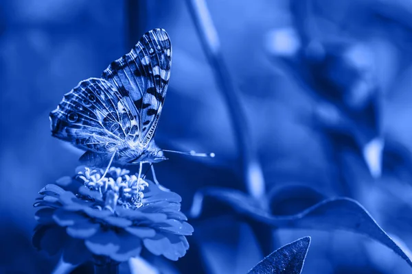 Primer plano macro de mariposa azul — Foto de Stock