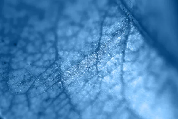 Textura de uma folha verde como fundo dia ensolarado foto macro — Fotografia de Stock