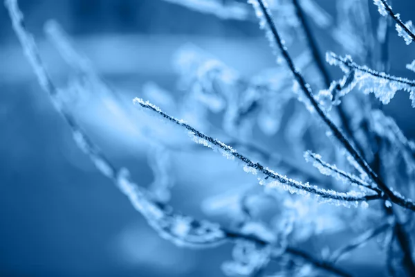 겨울 눈 나뭇가지 — 스톡 사진