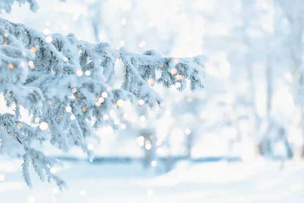 Fond de Noël avec sapins neigeux — Photo