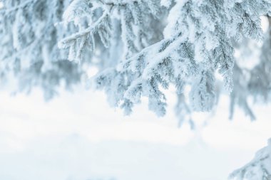 Mavi ladin dalları buzla kaplıdır.