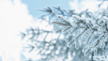 Mavi ladin dalları buzla kaplıdır.