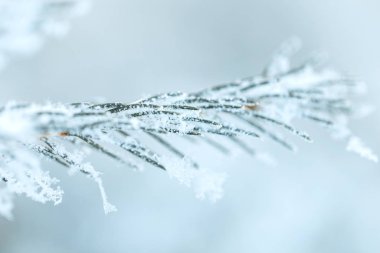 hoarfrost ile kaplı çam dalları