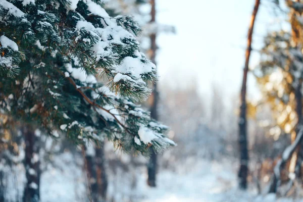 소나무 가지가 흰 덮여 — 스톡 사진