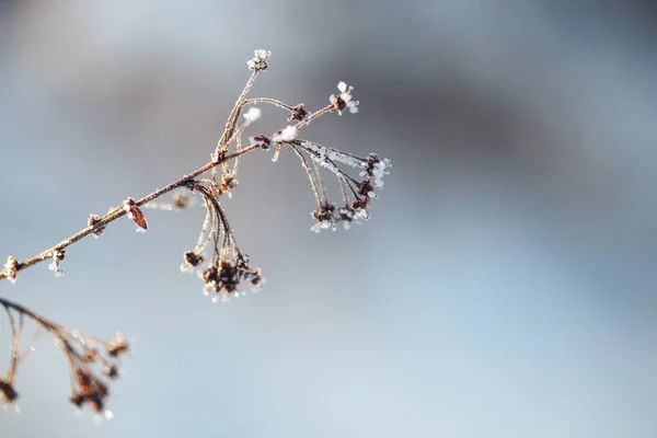 서리가 내린 나무와 덤 불 겨울 풍경 — 스톡 사진