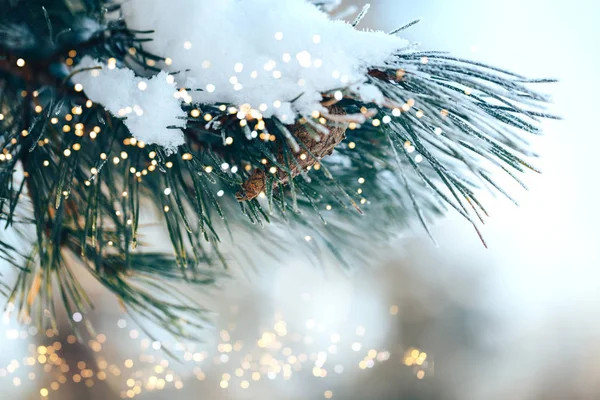 Gros plan du fond de l'arbre de Noël — Photo