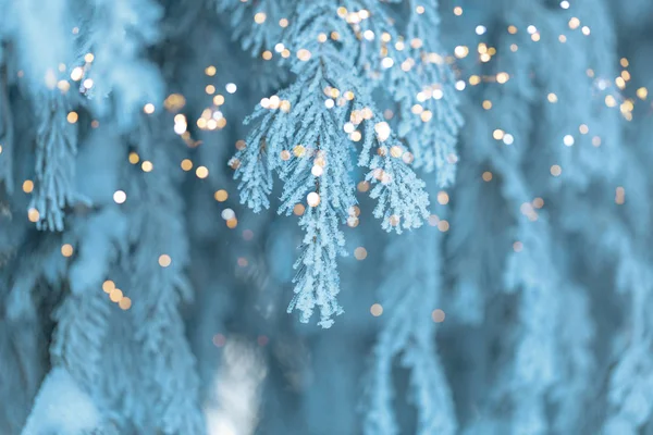 Karácsonyi háttér havas fenyő fák — Stock Fotó