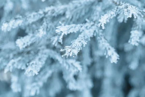 Takken van blauwe sparren is bedekt met vorst — Stockfoto