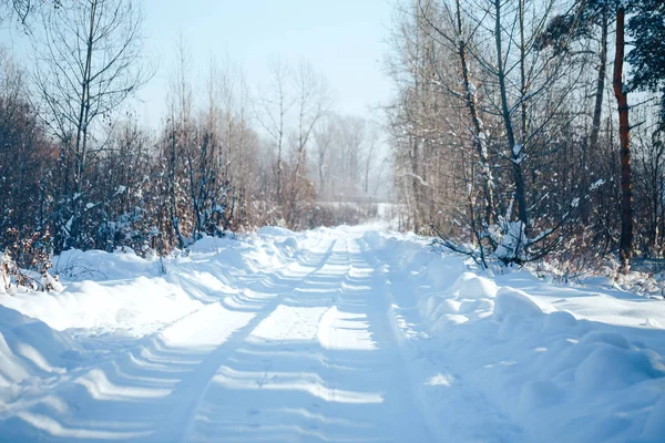 Зимовий пейзаж з морозними деревами та кущами — стокове фото