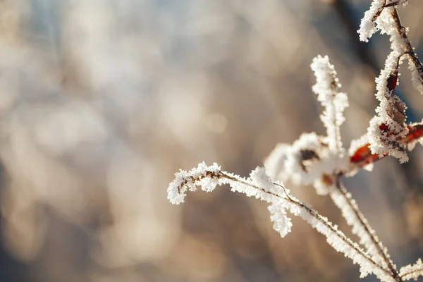Téli táj a fagyos fák és bokrok — Stock Fotó