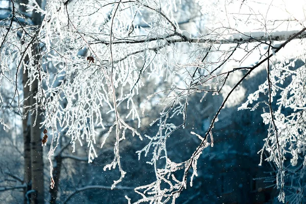 Paisaje invernal con árboles y arbustos helados — Foto de Stock
