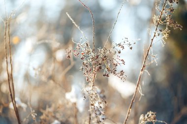 kış manzara soğuk ağaçlar ve çalılar