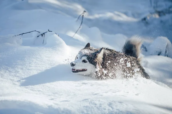 Perro husky en la nieve —  Fotos de Stock