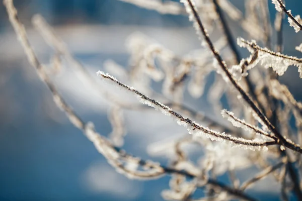 Vinterlandskap med frostiga träd och buskar — Stockfoto