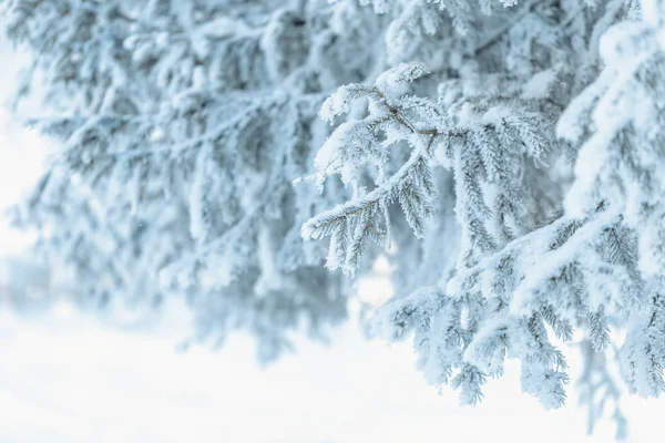 Takken van blauwe sparren is bedekt met vorst — Stockfoto