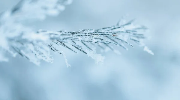 Tak van de dennenboom bevroren. — Stockfoto