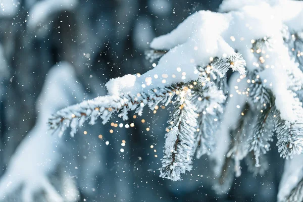 Fundo de Natal com abetos nevados — Fotografia de Stock
