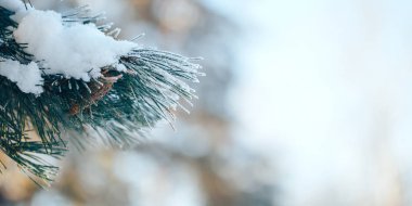hoarfrost ile kaplı çam dalları