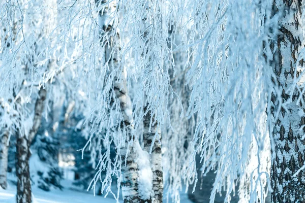 Zimní krajina s mrazivým stromy a keře — Stock fotografie