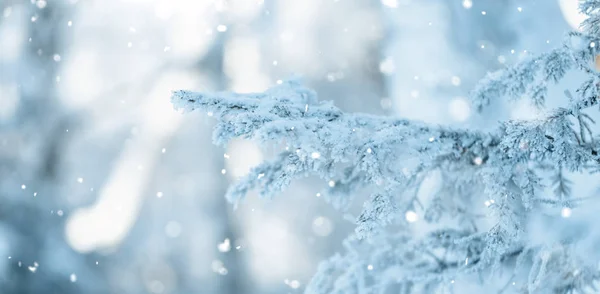 Branches of blue spruce is covered with frost — Stock Photo, Image