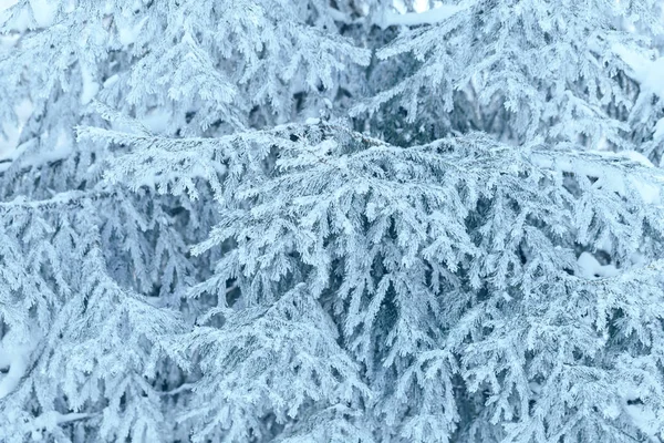 Filialer av blå gran är täckta med frost — Stockfoto