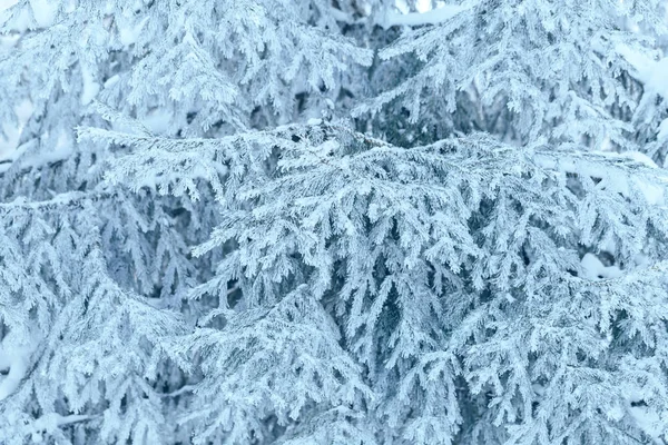 Takken van blauwe sparren is bedekt met vorst — Stockfoto