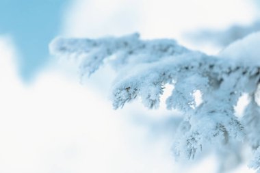 Mavi ladin dalları buzla kaplıdır.